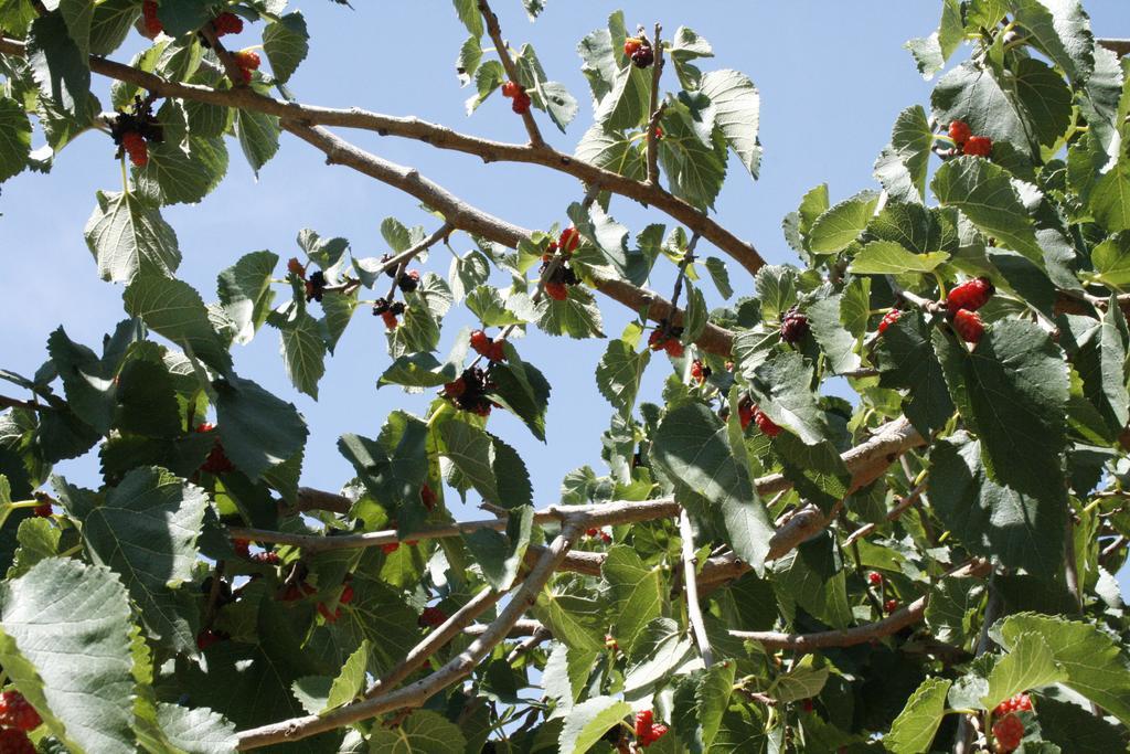 Agriturismo Finazzo Balata di Baida Kültér fotó